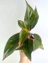 Aglaonema King of Siam / Crete / Aurorra / Red Lipstic- M