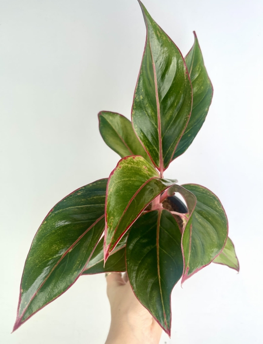 Aglaonema King of Siam