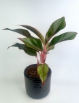 Aglaonema King of Siam