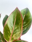 Aglaonema King of Siam