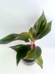 Aglaonema King of Siam