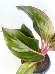 Aglaonema King of Siam