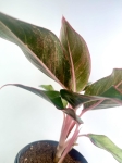 Aglaonema King of Siam