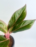Aglaonema King of Siam