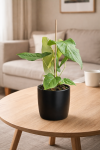 Anthurium Balaoanum