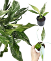 Spathiphyllum Snow Feather