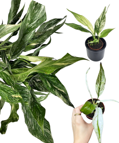 Spathiphyllum Snow Feather