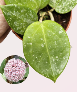 Hoya parasitica Splash S