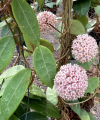 Hoya parasitica Splash