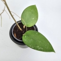 Hoya parasitica Splash S