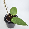 Hoya parasitica Splash S