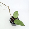 Hoya parasitica Splash S
