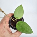 Hoya parasitica Splash S