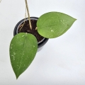 Hoya parasitica Splash S