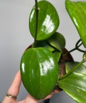 Hoya Quinquenervia