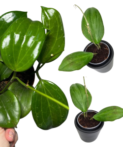 Hoya Quinquenervia