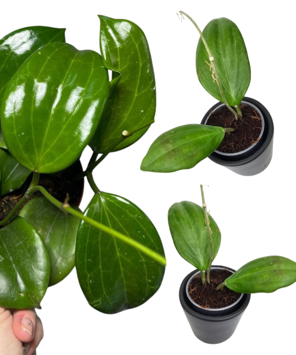 Hoya Quinquenervia