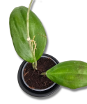 Hoya Quinquenervia S