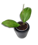 Hoya Quinquenervia S