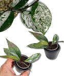 Hoya carnosa Stardust S