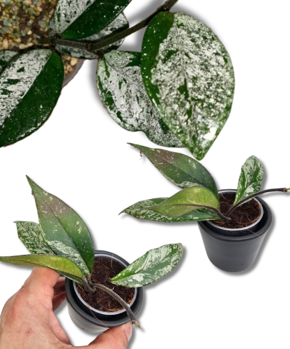 Hoya carnosa Stardust