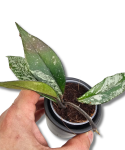 Hoya carnosa Stardust S