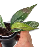 Hoya carnosa Stardust S