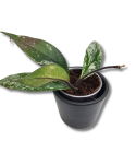 Hoya carnosa Stardust S