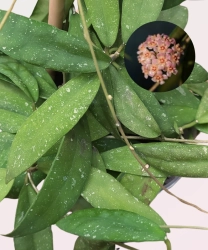 Hoya scortechinii S