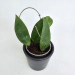 Hoya scortechinii S