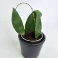 Hoya scortechinii S
