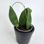 Hoya scortechinii S