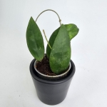 Hoya scortechinii S