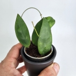 Hoya scortechinii S
