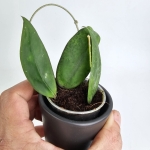 Hoya scortechinii S