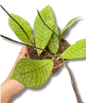 Hoya sp. Sabah