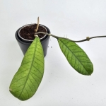 Hoya sp. Sabah S