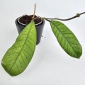 Hoya sp. Sabah S