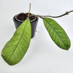 Hoya sp. Sabah S
