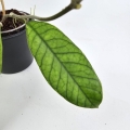 Hoya sp. Sabah S