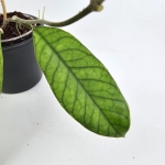 Hoya sp. Sabah S