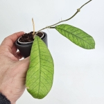 Hoya sp. Sabah S