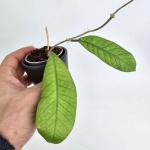 Hoya sp. Sabah S