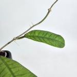 Hoya sp. Sabah S
