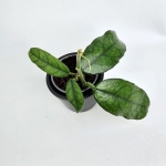 Hoya villosa maluch