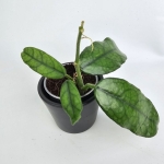 Hoya villosa maluch