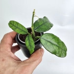 Hoya villosa maluch