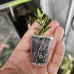 Hoya Angelina S