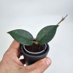 Hoya sp. Vietnam