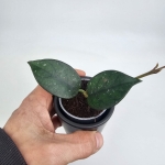 Hoya sp. Vietnam